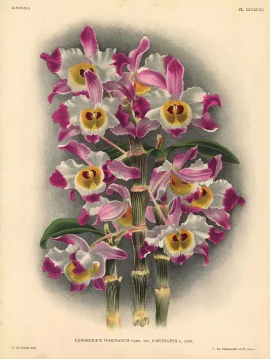 Framed Print : Fascinator variety of Dendrobium wardianum, Warn, orchid Framed Print : Fascinator variety of Dendrobium wardianum, Warn, orchid