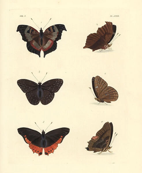 Fashion commodore, guineafowl and small flame-bordered