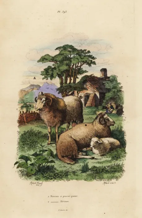 Framed Print : Fat-tailed and Merino sheep breeds Framed Print : Fat-tailed and Merino sheep breeds