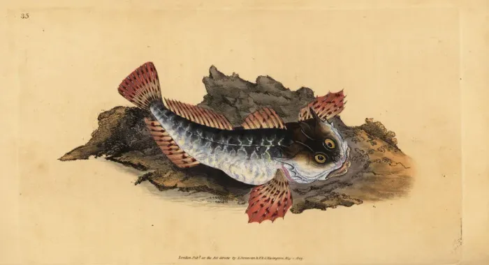 Framed Print : Father lasher or sea scorpion, Myoxocephalus scorpius Framed Print : Father lasher or sea scorpion, Myoxocephalus scorpius