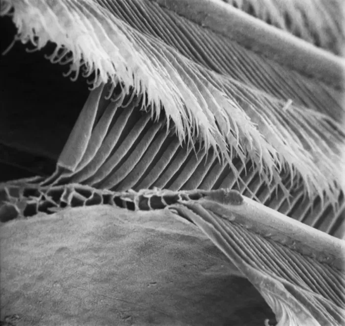 Framed Print : Feather detail Framed Print : Feather detail