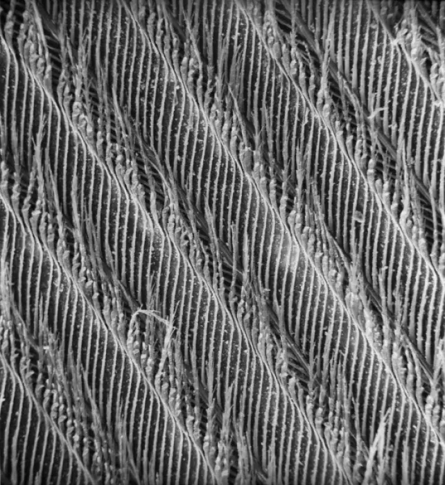 Framed Print : Feather detail Framed Print : Feather detail
