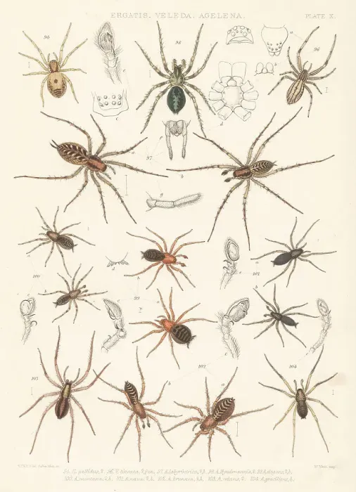 Framed Print : Feather-legged, dwarf-sheet and combtail spiders Framed Print : Feather-legged, dwarf-sheet and combtail spiders