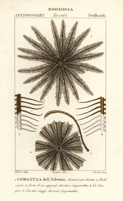 Framed Print : Feather star crinoid, Oligometrides adeonae Framed Print : Feather star crinoid, Oligometrides adeonae