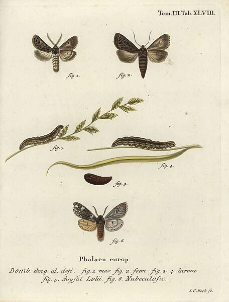 Feathered gothic and Rannoch sprawler moths