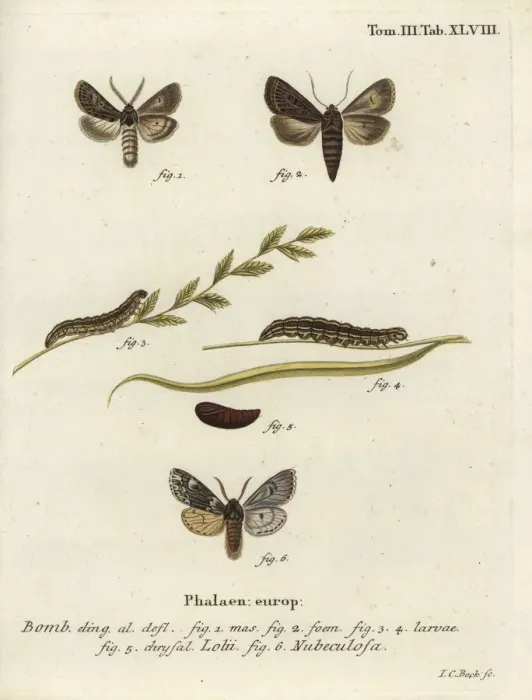 Framed Print : Feathered gothic and Rannoch sprawler moths Framed Print : Feathered gothic and Rannoch sprawler moths