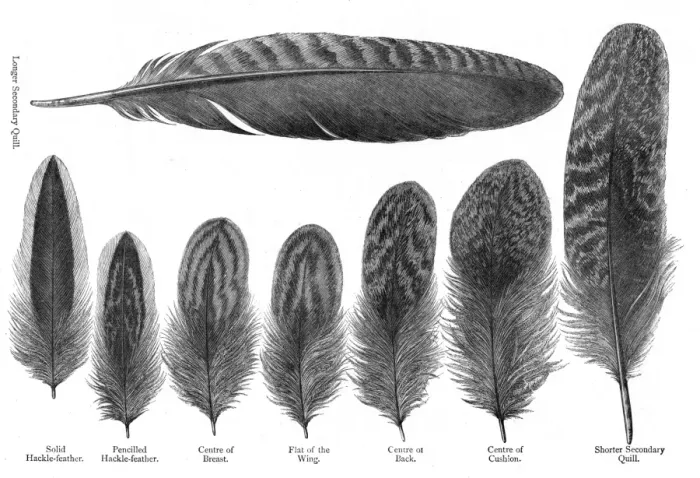Framed Print : Feathers from partridge cochin hens: longer secondary quill; solid hackle-feather; Framed Print : Feathers from partridge cochin hens: longer secondary quill; solid hackle-feather;