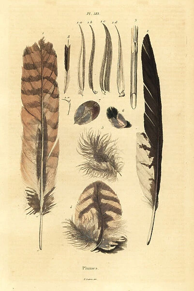 Feathers, plumes, bird anatomy