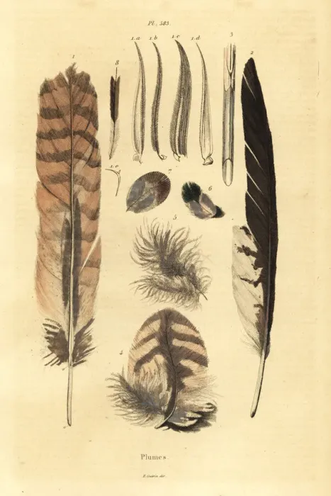 Framed Print : Feathers, plumes, bird anatomy Framed Print : Feathers, plumes, bird anatomy