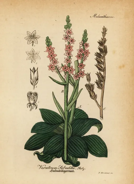 Framed Print : Feathershank, Schoenocaulon officinale Framed Print : Feathershank, Schoenocaulon officinale