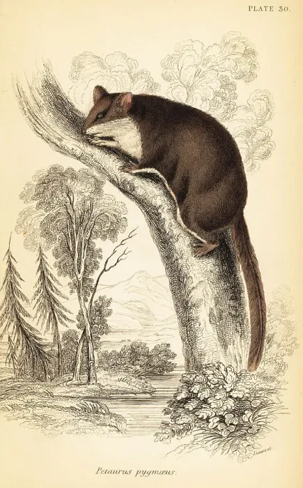 Framed Print : Feathertail glider, Acrobates pygmaeus Framed Print : Feathertail glider, Acrobates pygmaeus