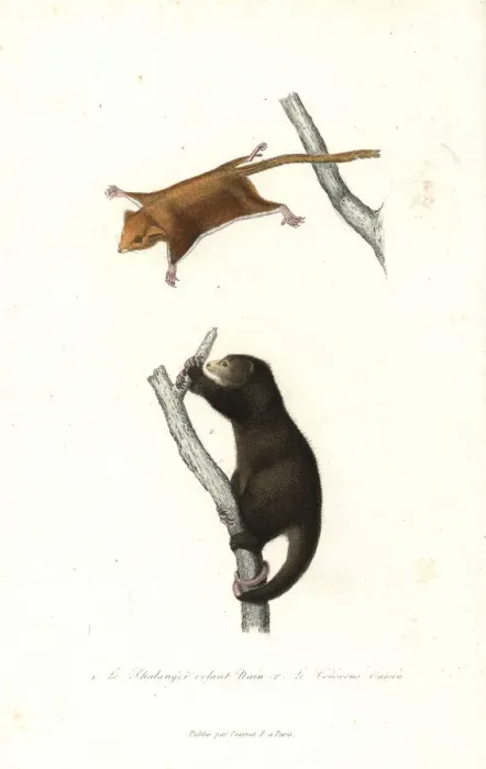 Framed Print : Feathertail glider and Talaud bear cuscus Framed Print : Feathertail glider and Talaud bear cuscus