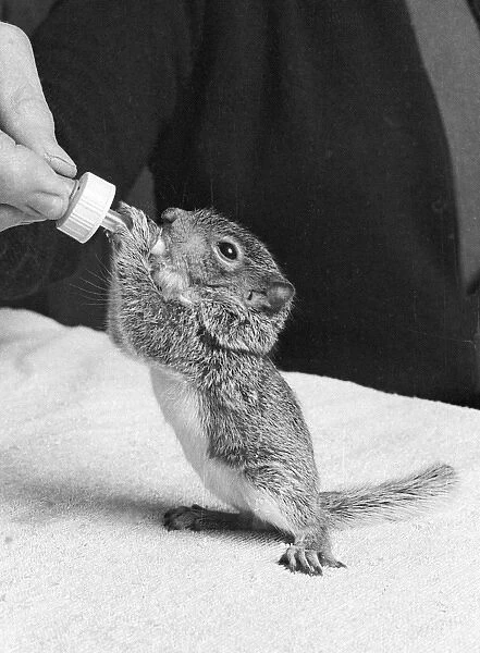 Feeding a baby squirrel, reared in the home