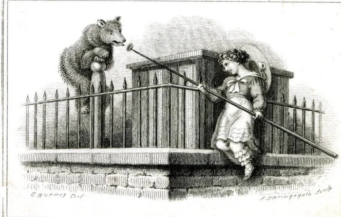 Framed Print : Feeding the Brown Bear at the Zoo Framed Print : Feeding the Brown Bear at the Zoo