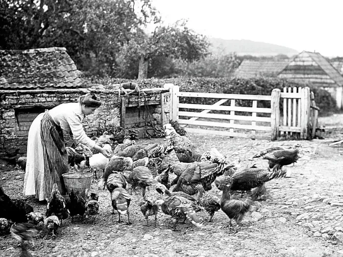 Framed Print : Feeding chickens on a farm Framed Print : Feeding chickens on a farm