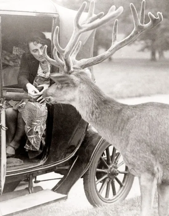Framed Print : Feeding a deer from a car in Richmond Park, 1932 Framed Print : Feeding a deer from a car in Richmond Park, 1932