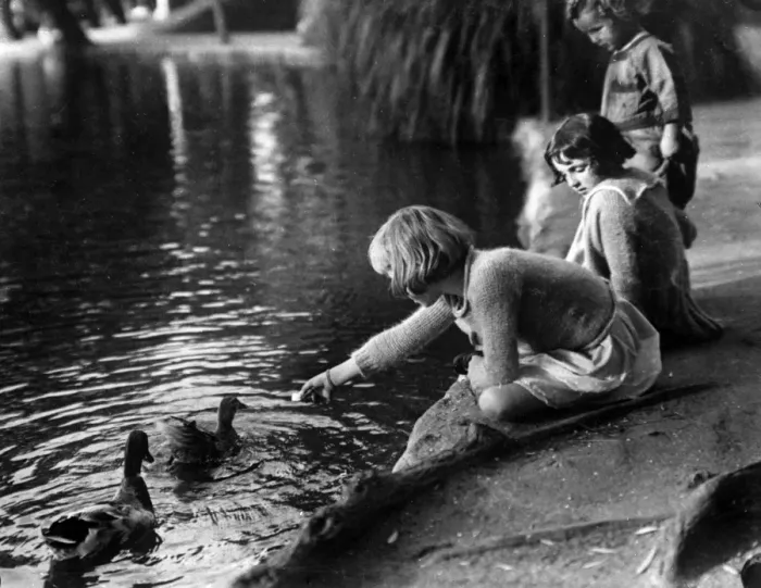 Framed Print : Feeding the Ducks Framed Print : Feeding the Ducks