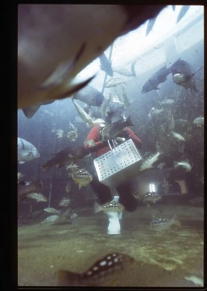 Feeding fish underwater, Florida, USA