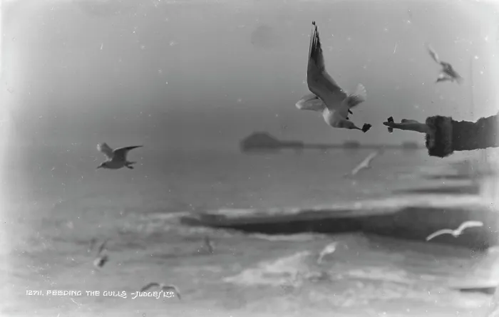 Framed Print : Feeding the Gulls Framed Print : Feeding the Gulls