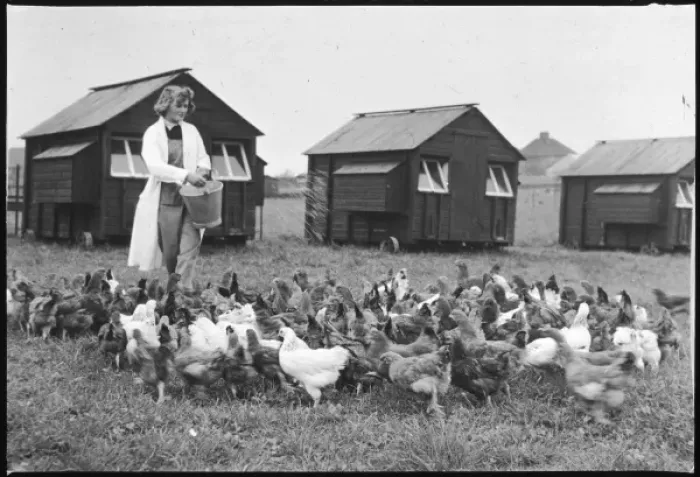 Framed Print : Feeding Hens Framed Print : Feeding Hens