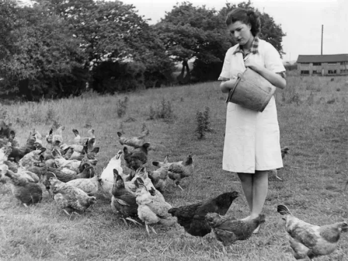Framed Print : Feeding Hens Framed Print : Feeding Hens