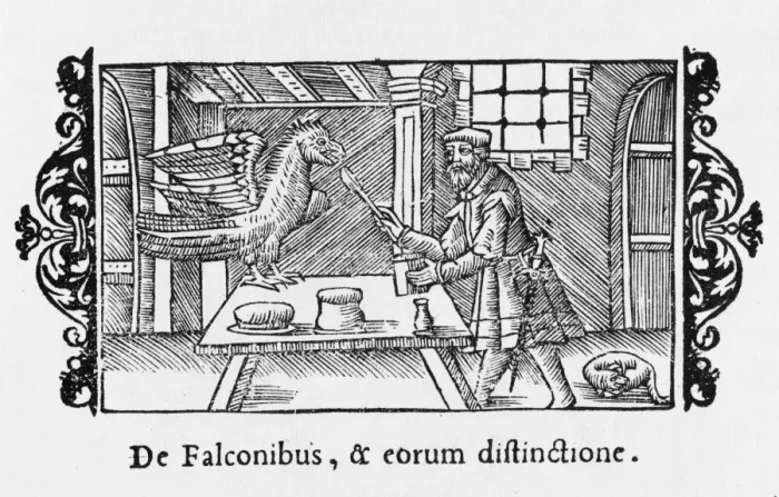 Framed Print : Feeding a Hunting Falcon Framed Print : Feeding a Hunting Falcon