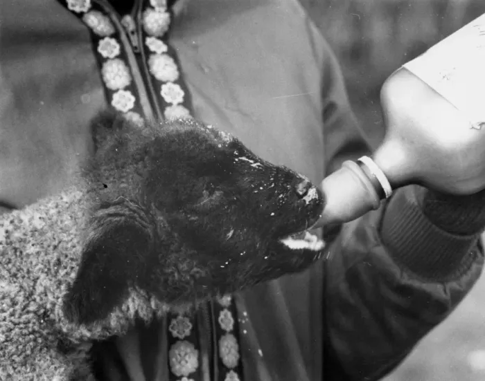 Framed Print : Feeding a Lamb Framed Print : Feeding a Lamb