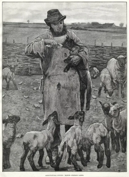 Framed Print : FEEDING LAMBS BY BOTTLE Framed Print : FEEDING LAMBS BY BOTTLE