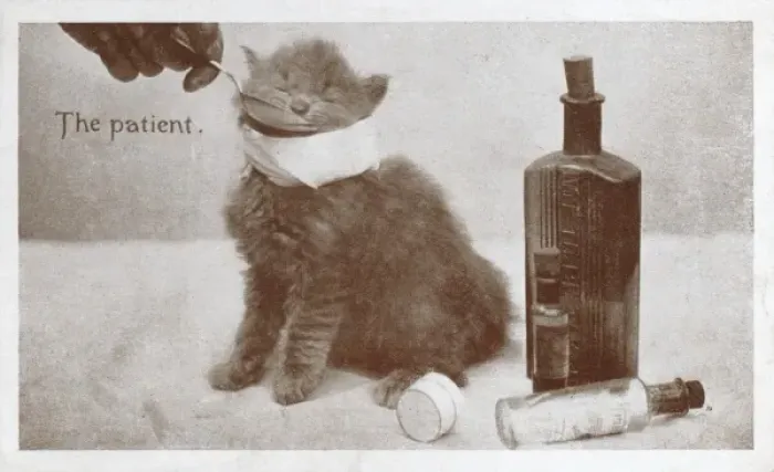 Framed Print : Feeding medicine to a poorly kitten Framed Print : Feeding medicine to a poorly kitten