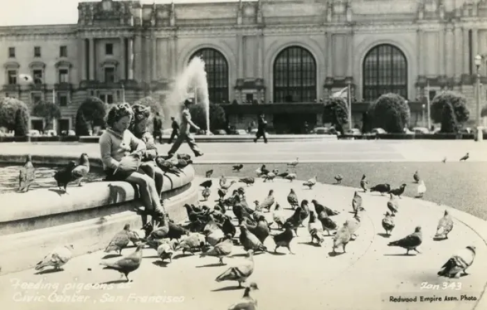 Framed Print : Feeding pigeons, San Francisco, California, USA Framed Print : Feeding pigeons, San Francisco, California, USA