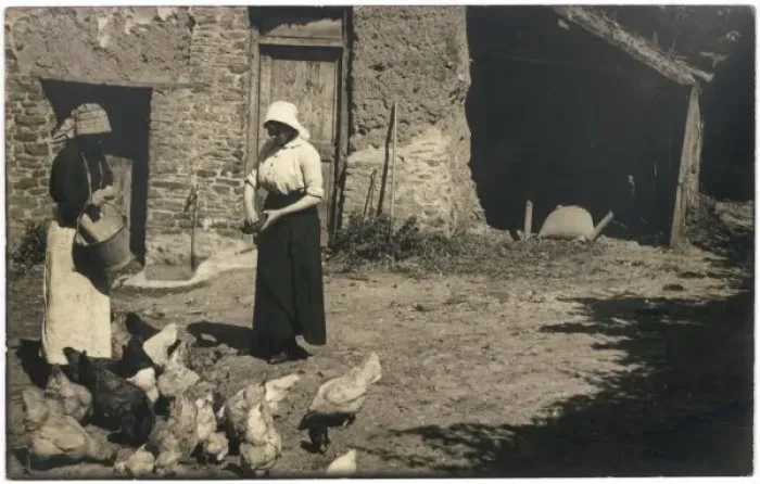 Framed Print : Feeding Poultry Framed Print : Feeding Poultry