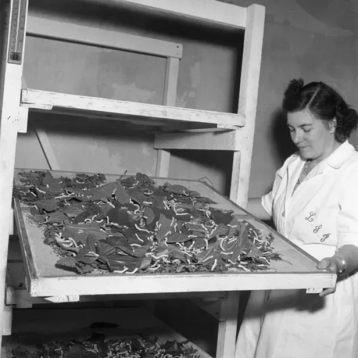 Framed Print : Feeding silk worms