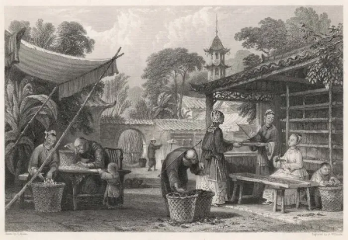 Framed Print : Feeding Silkworms / China Framed Print : Feeding Silkworms / China