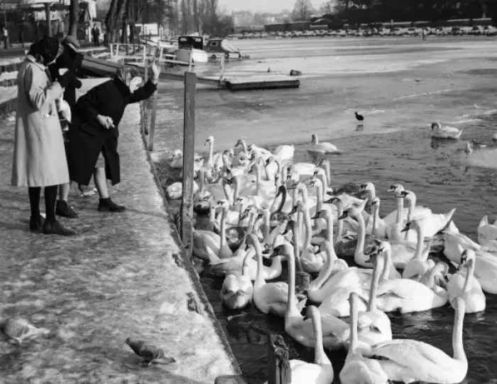 Framed Print : Feeding the Swans Framed Print : Feeding the Swans