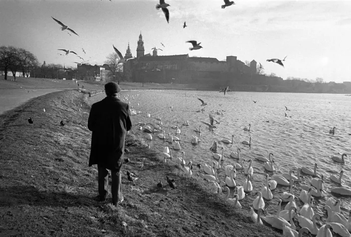 Framed Print : Feeding swans on Vistula River, Krakow, Poland Framed Print : Feeding swans on Vistula River, Krakow, Poland