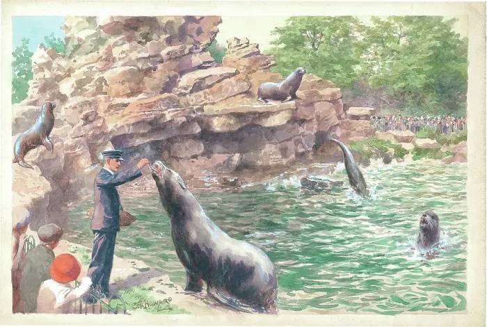 Framed Print : Feeding Time The Sea Lions Pond at London Zoo Framed Print : Feeding Time The Sea Lions Pond at London Zoo