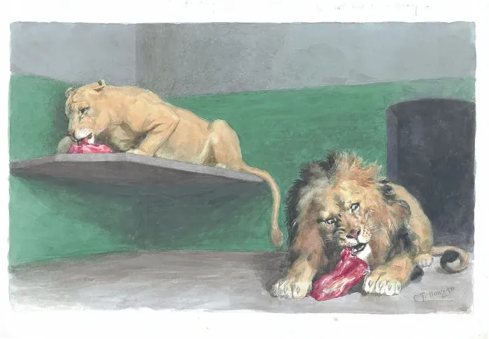 Framed Print : Feeding Time at the Zoo, the lions at London Zoo Framed Print : Feeding Time at the Zoo, the lions at London Zoo