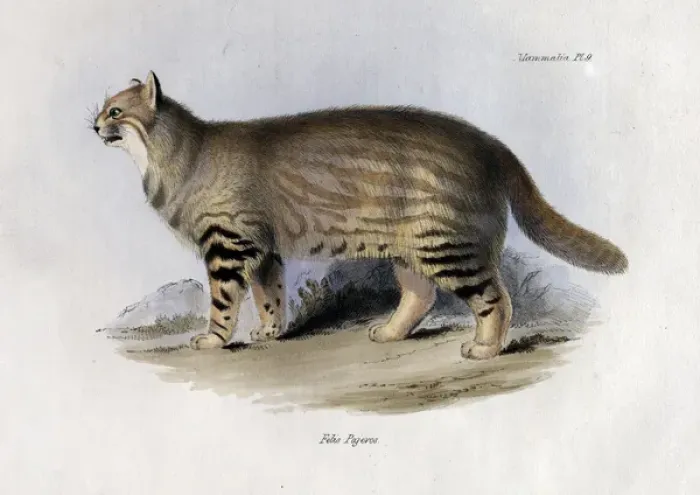 Framed Print : Felis pajeros Framed Print : Felis pajeros