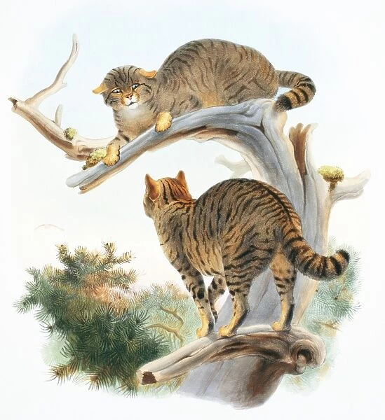 Felis silvestris silvestris, European wildcat