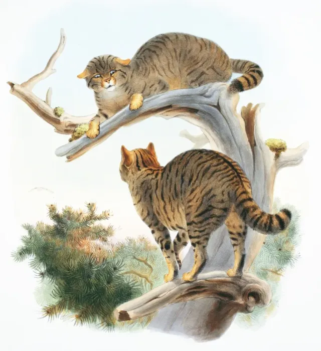 Framed Print : Felis silvestris silvestris, European wildcat Framed Print : Felis silvestris silvestris, European wildcat