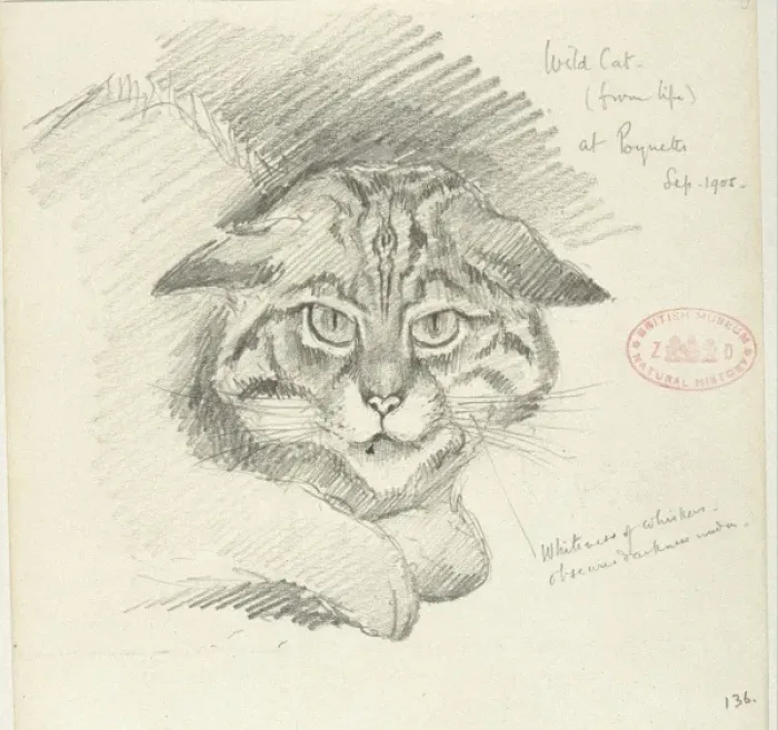 Framed Print : Felis silvestris silvestris, European wildcat Framed Print : Felis silvestris silvestris, European wildcat
