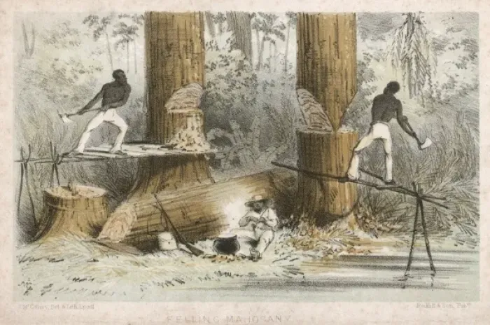 Framed Print : Felling Mahogany Framed Print : Felling Mahogany