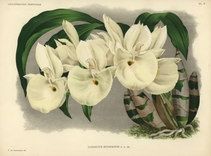 Framed Print : Felt-capped Catasetum orchid or Mother of Pearl Framed Print : Felt-capped Catasetum orchid or Mother of Pearl