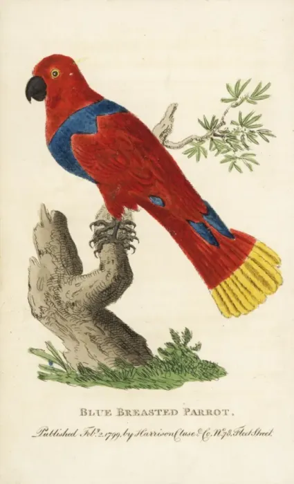 Framed Print : Female eclectus parrot, Eclectus roratus Framed Print : Female eclectus parrot, Eclectus roratus