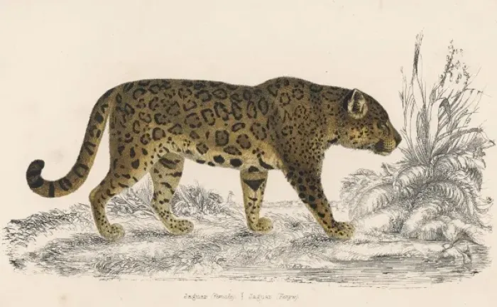 Framed Print : Female Jaguar Framed Print : Female Jaguar