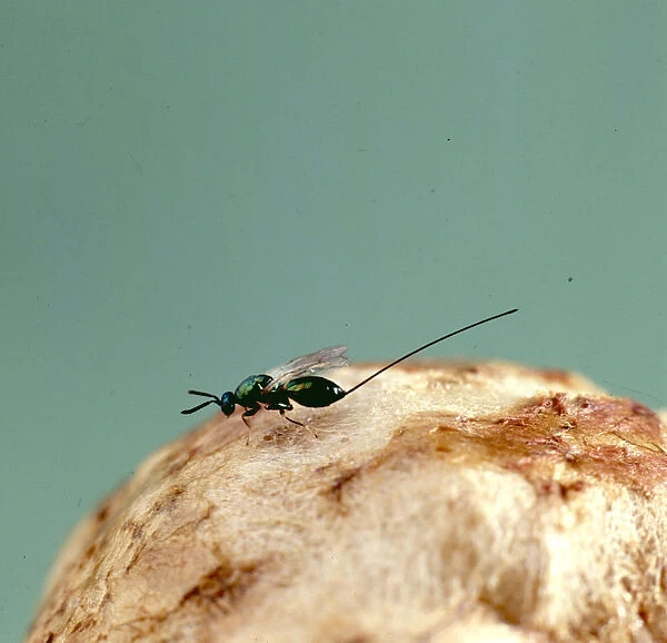 Female parasitic wasp