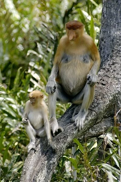 Female Proboscis monkey with an infant came with its pack (Photos  Prints,...) #14170102
