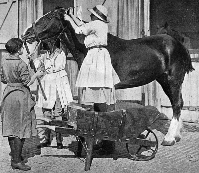 Framed Print : Female vet at horse repository, WWI Framed Print : Female vet at horse repository, WWI