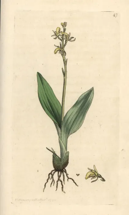 Framed Print : Fen orchid, Liparis loeselii Framed Print : Fen orchid, Liparis loeselii