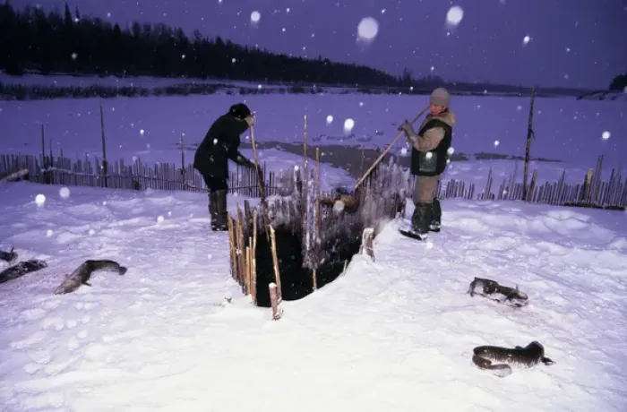 Framed Print : Fence-fishing, North Siberia, Russia Framed Print : Fence-fishing, North Siberia, Russia